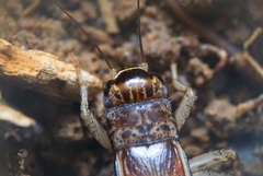 Velarifictorus aspersus