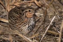 Stubble Quail photo 3