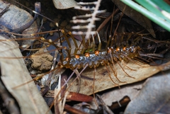 Thereuopoda clunifera