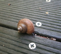 Cyclophorus herklotsi