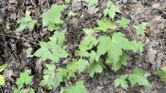 Rubus odoratus