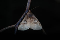 Spirama retorta