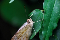Spirama retorta