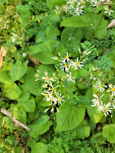 Chase's Aster (Eurybia chasei)