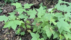 Rubus odoratus