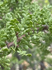 Bursera exequielii