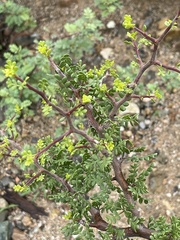 Bursera exequielii