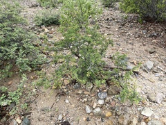 Bursera exequielii