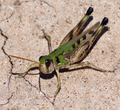 Phlibostroma quadrimaculatum