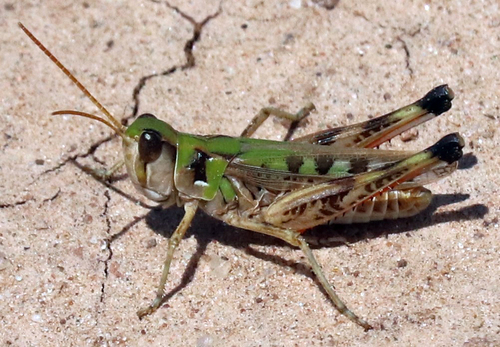 Four-Spotted Grasshopper