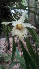 Chondrorhyncha