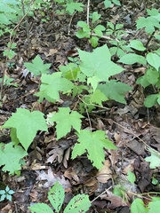 Rubus odoratus