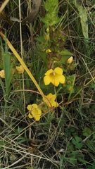Alectra sessiliflora sessiliflora