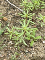 Portulaca californica