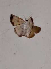 Lepidoptera