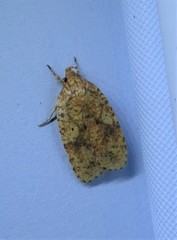 Agonopterix robiniella