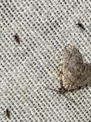 Dyspyralis puncticosta