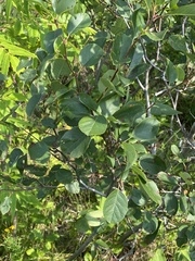 Amelanchier bartramiana