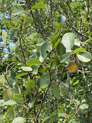 Amelanchier bartramiana