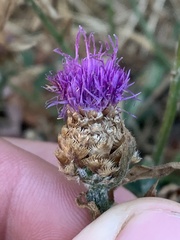 Centaurea × gerstlaueri