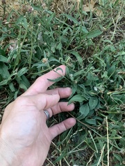 Centaurea × gerstlaueri