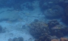 Lutjanus fulviflamma