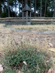 Centaurea × gerstlaueri