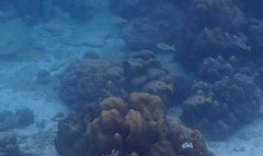 Lutjanus fulviflamma