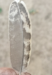 Dendragapus obscurus