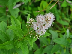 Spiraea salicifolia