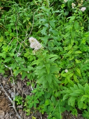 Spiraea salicifolia