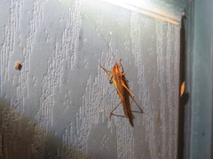 Conocephalus attenuatus