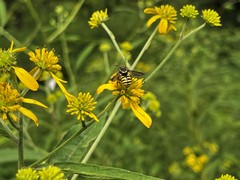Paranthidium jugatorium lepidum
