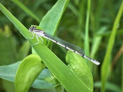 Enallagma durum