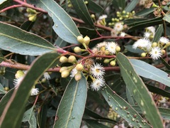 Eucalyptus porosa