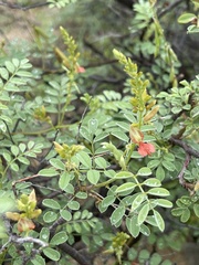 Indigofera fruticosa