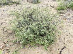 Indigofera fruticosa