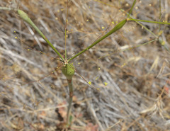 Eriogonum clavatum