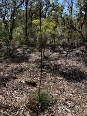 Xanthorrhoea media