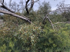 Eucalyptus porosa