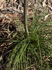 Xanthorrhoea media