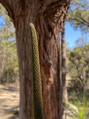 Xanthorrhoea media