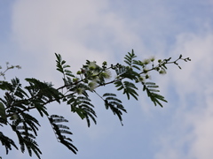 Havardia pallens