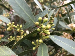Eucalyptus porosa