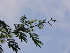 Havardia pallens