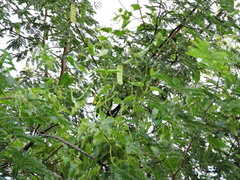 Havardia pallens