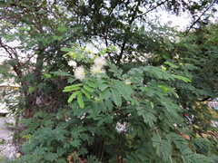 Havardia pallens