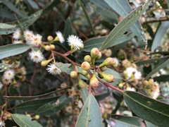 Eucalyptus porosa