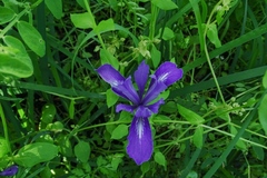 Iris macrosiphon