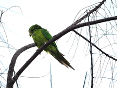 Psittacara holochlorus